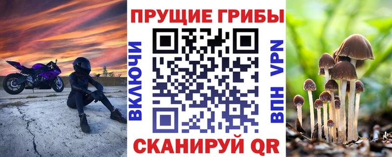 Купить  Топки  Галлюциногенные грибы Psilocybine cubensis 